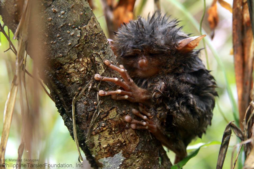 Tarsier Conservation Efforts Gains International Attention