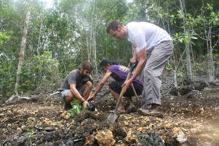 GLOBETEL TREE GROWING PROGRAM